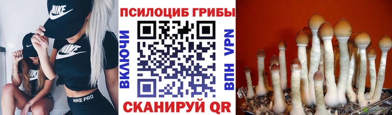 закладка Павлово Галлюциногенные грибы прущие грибы